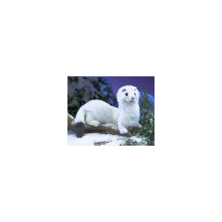 Títere. Armiño. ermine