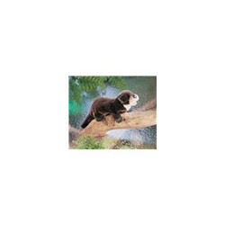 Títere. NUTRIA DE RÍO